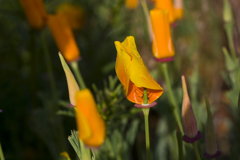 Dewdrops On California Poppys